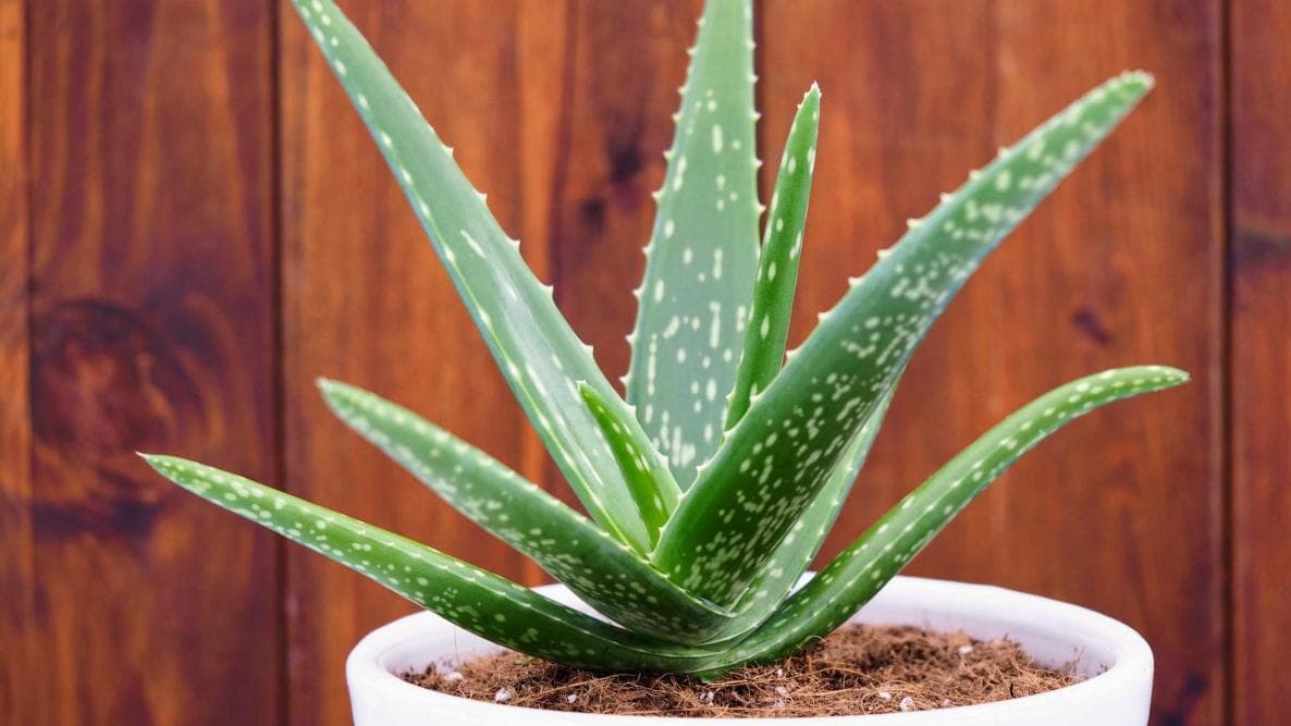 Erfolgreich als Unabhängiger Distributor von Forever Living Products mit Aloe Vera First Spray