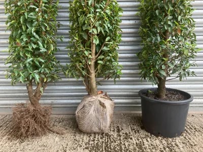 Kugelahorn als Zierbaum: Vorteile und Pflegehinweise