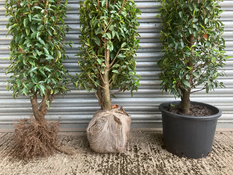 Kugelahorn als Zierbaum: Vorteile und Pflegehinweise